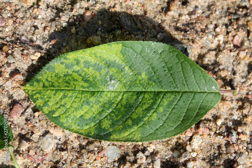 Virus-triggered symptoms of chlorotic mottling and mosaic on green leaf of bird cherry (Prunus padus). May, Belarus photo