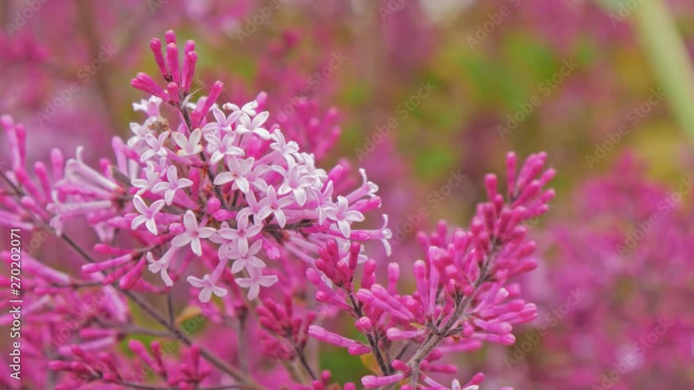 pink flower in spring time pink flower in spring time