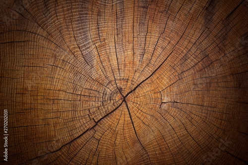 Old weathered cracked tree trunk cross section wood background texture. photo