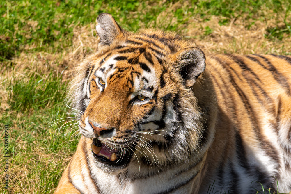 Obraz premium Amur Tiger Lying in the Sun on Grass