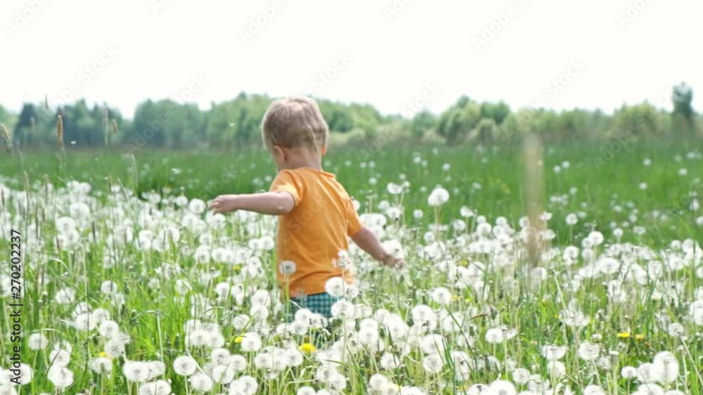 Cute baby boy walks in meadow among flowers of dandelion. Summer sunny day. Slow Motion. Cute baby boy walks in meadow among flowers of dandelion. Summer sunny day. Slow Motion.