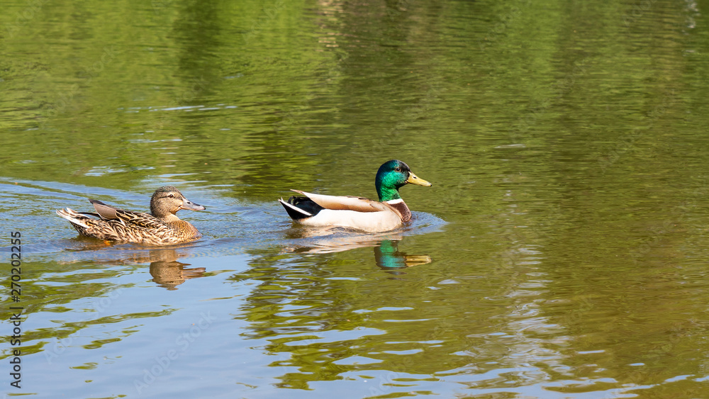 Ein Entenpaar auf einem See Ein Entenpaar auf einem See