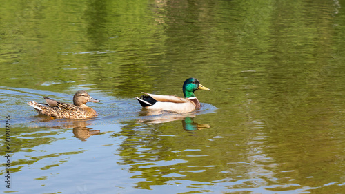 Ein Entenpaar auf einem See