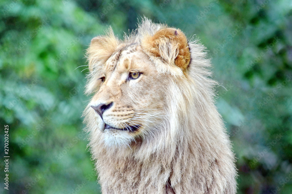 Katanga Lion Head Closeup Portrait