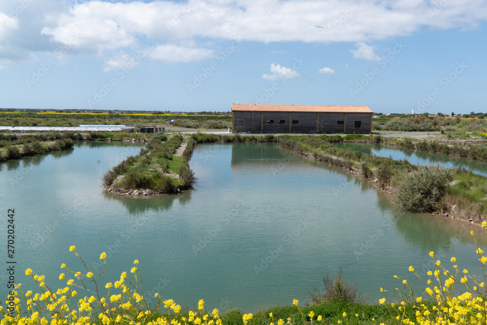 Countryside salt marsh of Ile de Re in France Countryside salt marsh of Ile de Re in France