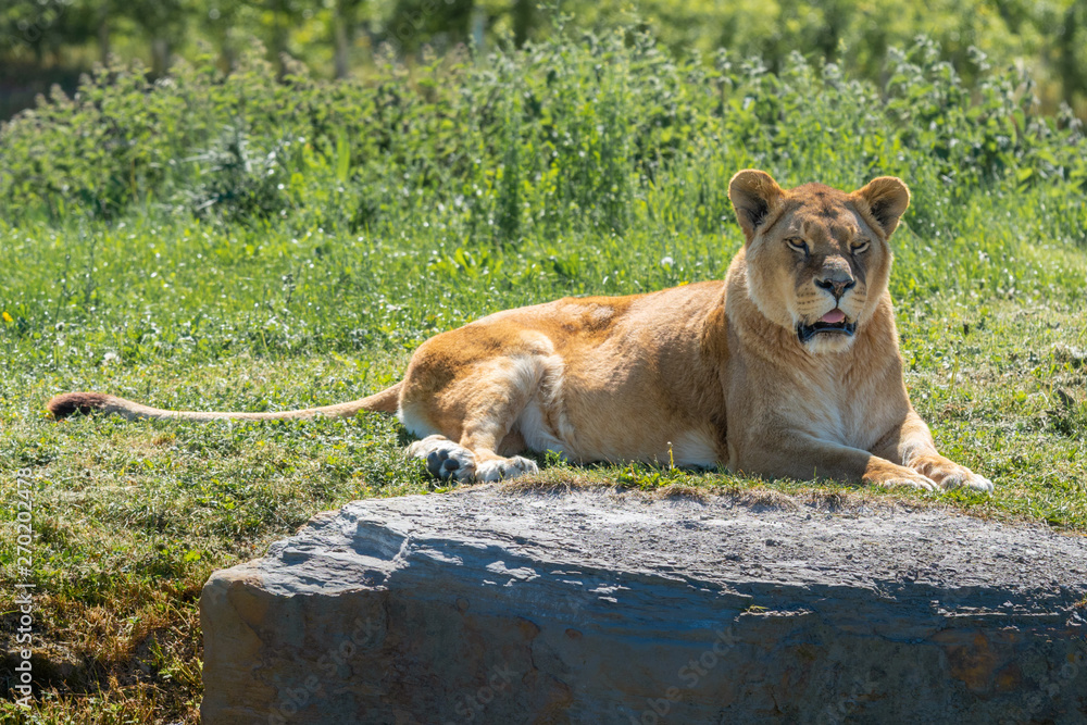 Female Lion Resting on Grass in the Summer Sun Female Lion Resting on Grass in the Summer Sun