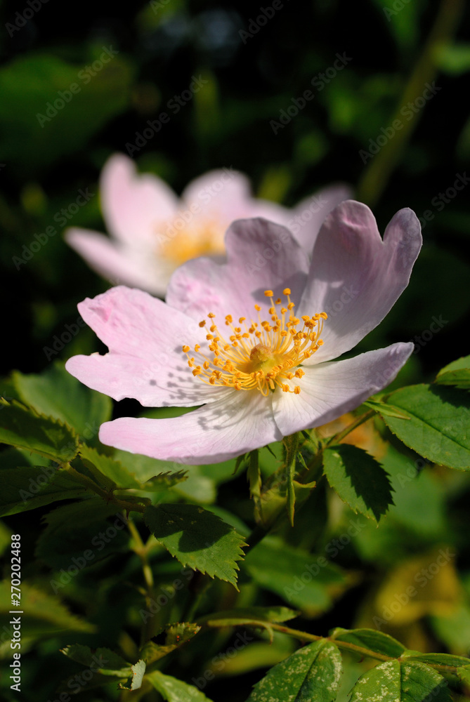 Wild rose in spring season closeup. Shallow depth of field Wild rose in spring season closeup. Shallow depth of field