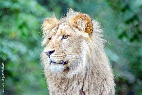 Photography Katanga Lion Head Closeup Portrait