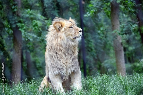 Photography Katanga Lion Sitting in the Forest