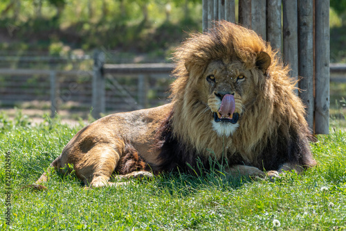 Fototapeta Naklejka Na Ścianę i Meble -  Male Lion Resting on Grass in the Summer Sun