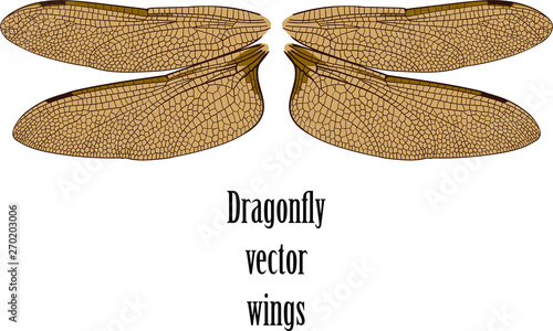 carefully drawn graceful wings of a large dragonfly isolated on white background