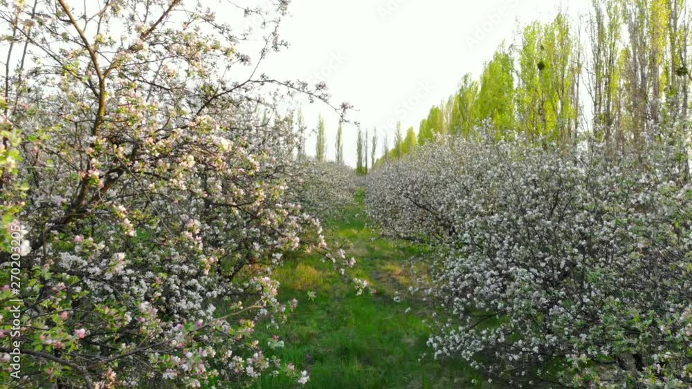 Flying between branches of flowering trees in apple orchard, drone shot Flying between branches of flowering trees in apple orchard, drone shot