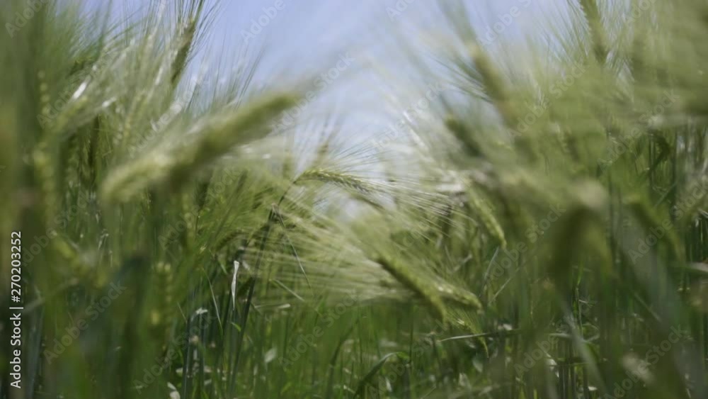 Waving green spring wheat field. Swaying in the Wind. Waving green spring wheat field. Swaying in the Wind.