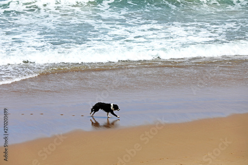 Hund Bordercollie am Strand