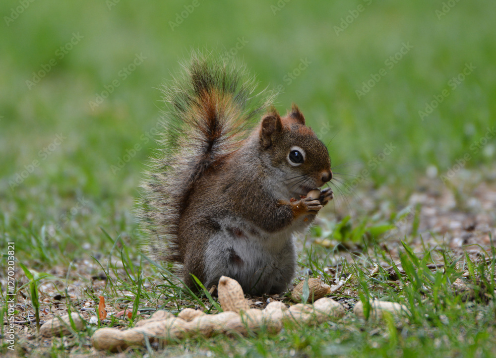 Fototapeta premium Red Squirrel eating a peanut