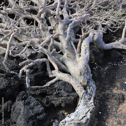 euphorbia balsamifera Lanzarote