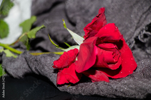 red rose on a black background © Оксана Клименко