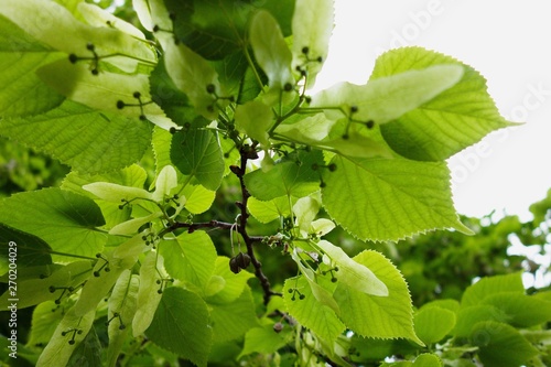 Valokuva Tilia platyphyllos. Large-leaved lime. Closeup of leaves.