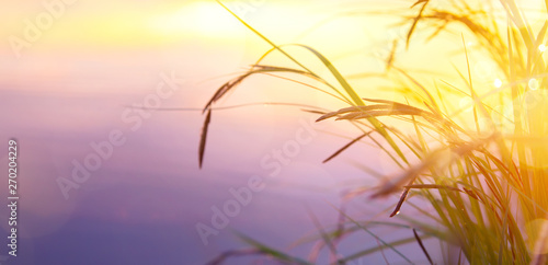 summer nature background;  sunset over field