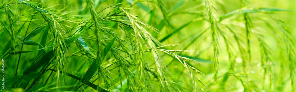 Panoramic view of wild green oats on green color bokeh background. nature green color image. Field brome Panoramic view of wild green oats on green color bokeh background. nature green color image. Field brome