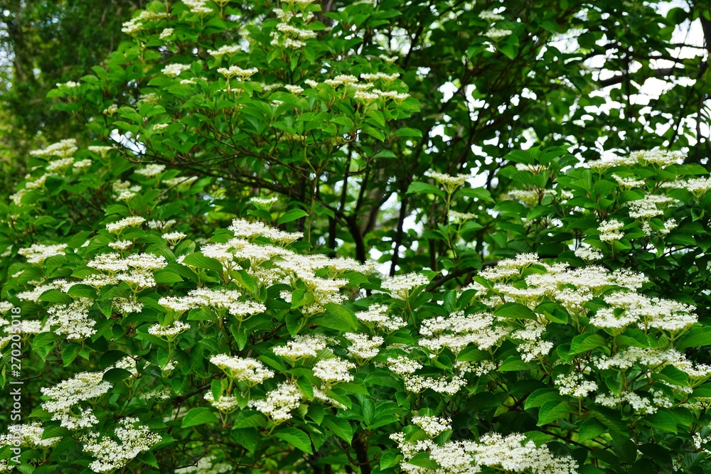 White flowers of viburnum tree in bloom