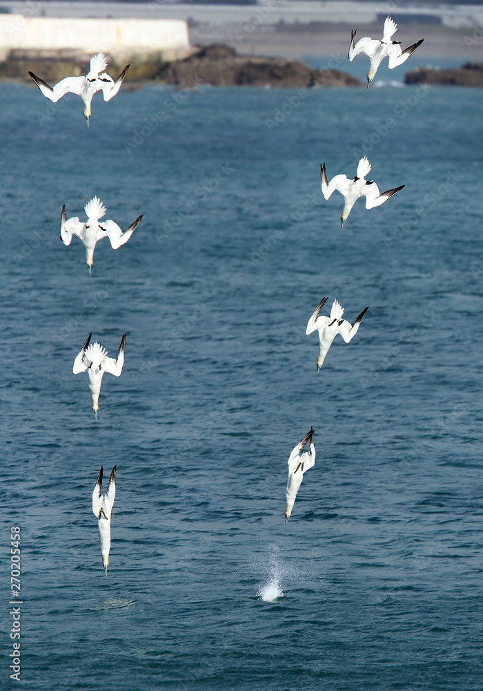 Two Northern Gannets diving almost synchronously off Penzance, Cornwall, UK. Sequence (about 0.1 sec intervals)  photomontaged.
