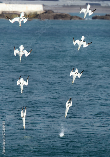 Two Northern Gannets diving almost synchronously off Penzance, Cornwall, UK. Sequence (about 0.1 sec intervals) photomontaged.
