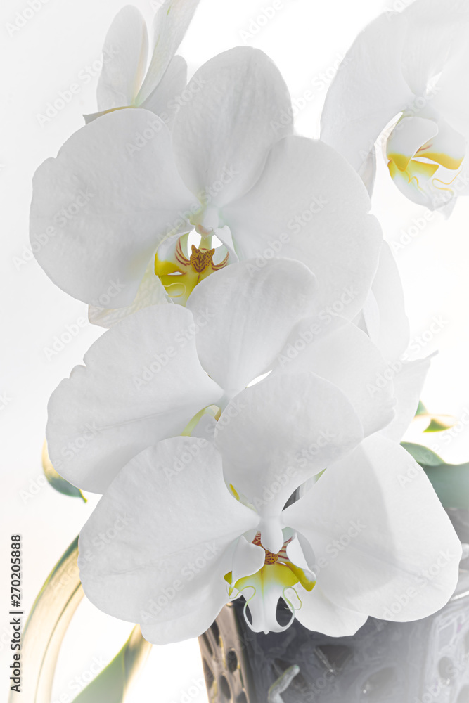 White Orchid White Orchid