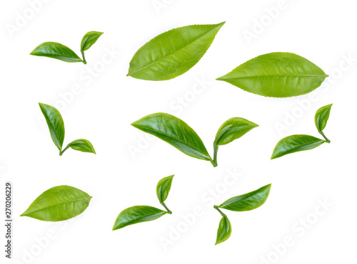 green tea leaf isolated on white background photo