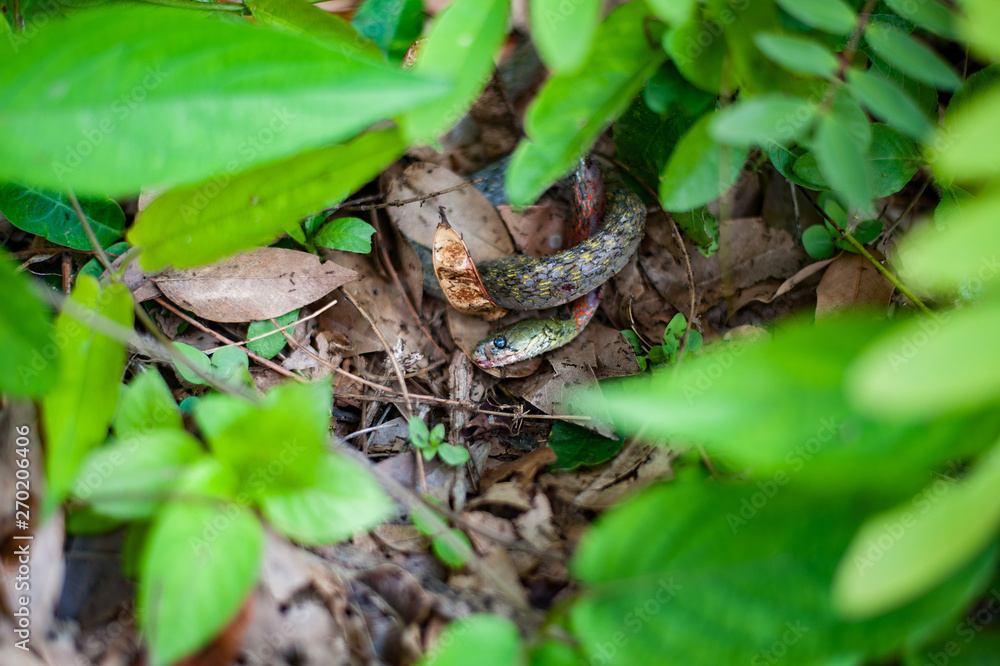 Fototapeta premium Snake snakes in the bush