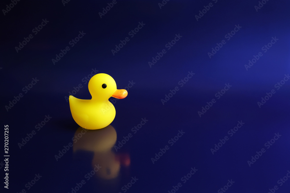 Yellow rubber duck swims on a blue background. - Image Yellow rubber duck swims on a blue background. - Image