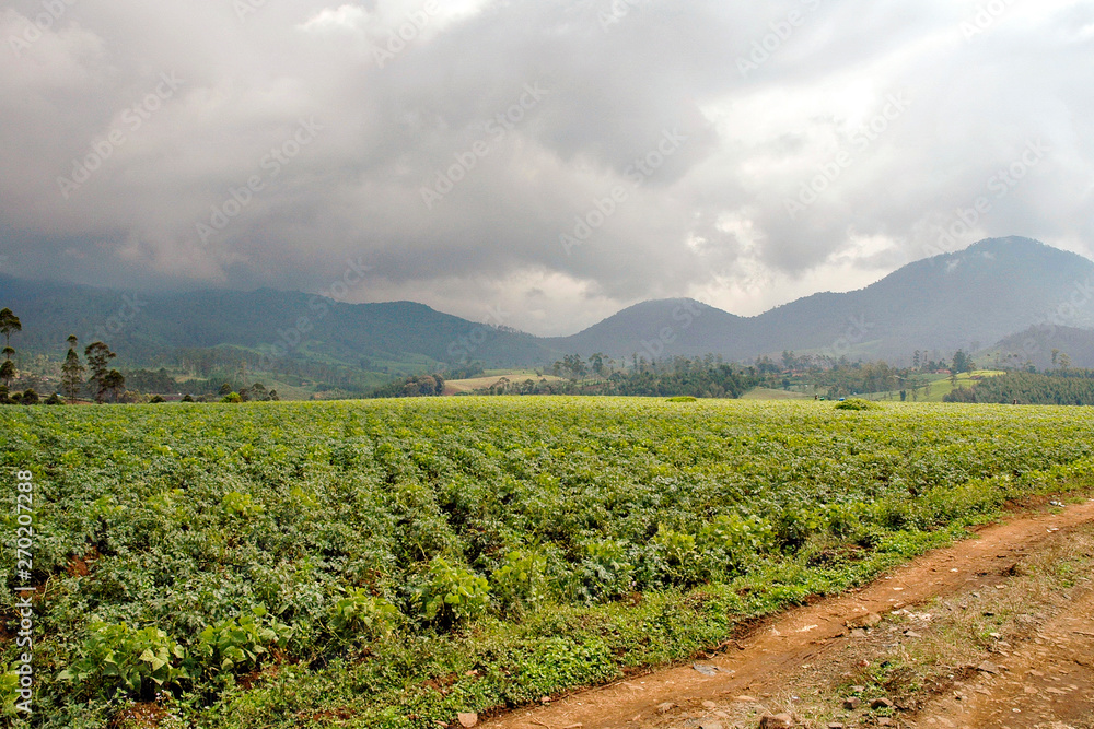 Vegetable fields at the high land in Java island, Indonesia