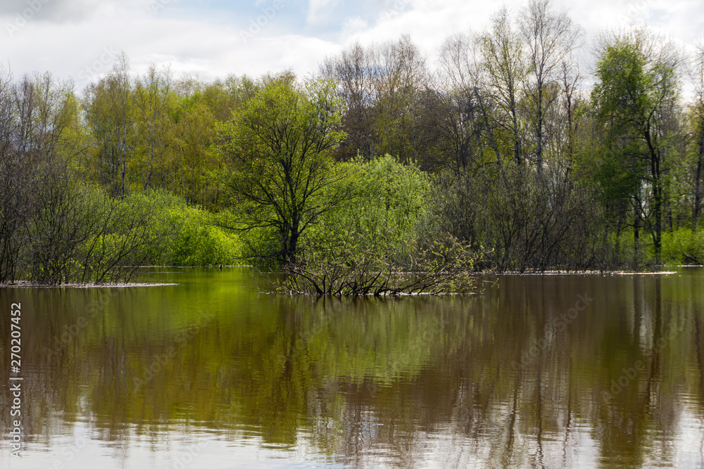 spring grove of trees flooded during high water