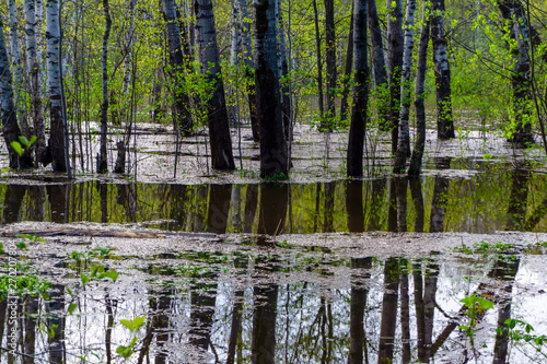 spring grove of trees flooded during high water