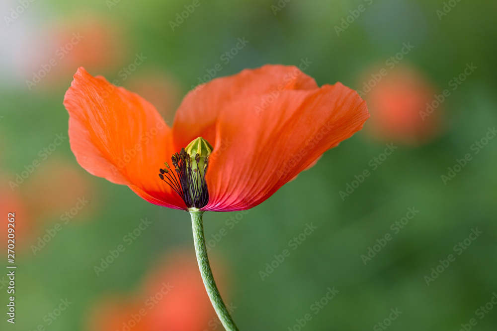 Close up image of Papaver rhoeas, also known as Corn poppy or common poppy Close up image of Papaver rhoeas, also known as Corn poppy or common poppy