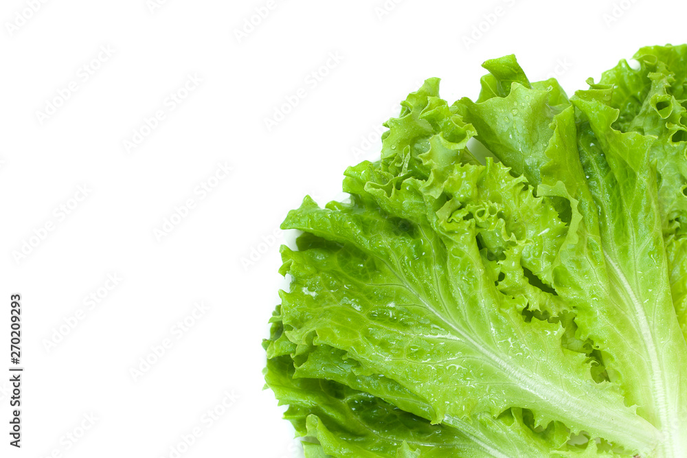 Green lettuce isolated on white background. Green lettuce isolated on white background.