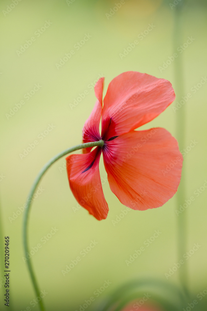 Close up image of Papaver rhoeas, also known as Corn poppy or common poppy