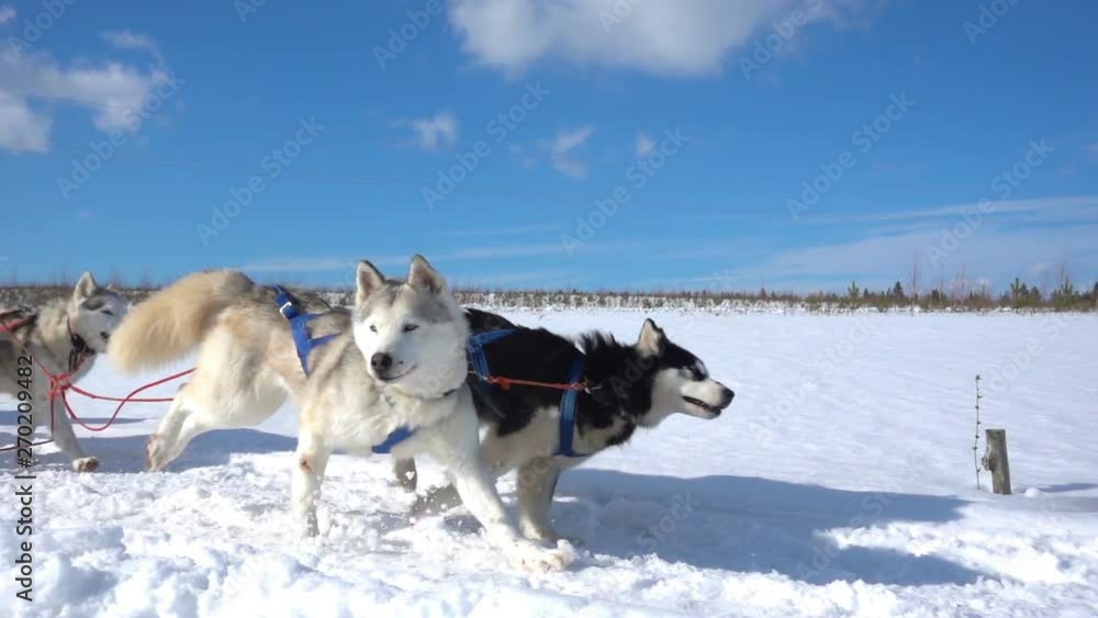 Dogs harnessed by dogs breed Husky pull sled with people, slow motion, Video loop Dogs harnessed by dogs breed Husky pull sled with people, slow motion, Video loop