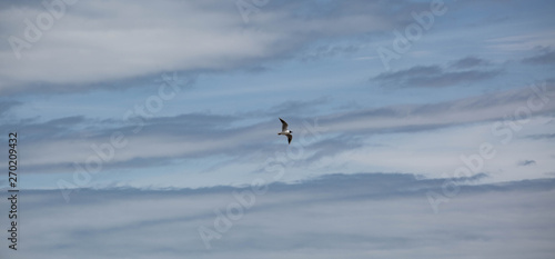 A Tern in Full Flight