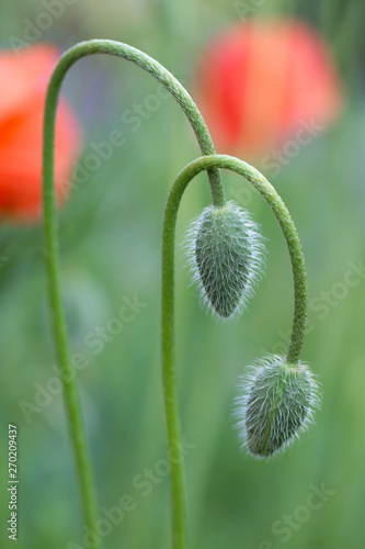 Close up image of Papaver rhoeas developing bud, also known as Corn poppy or common poppy