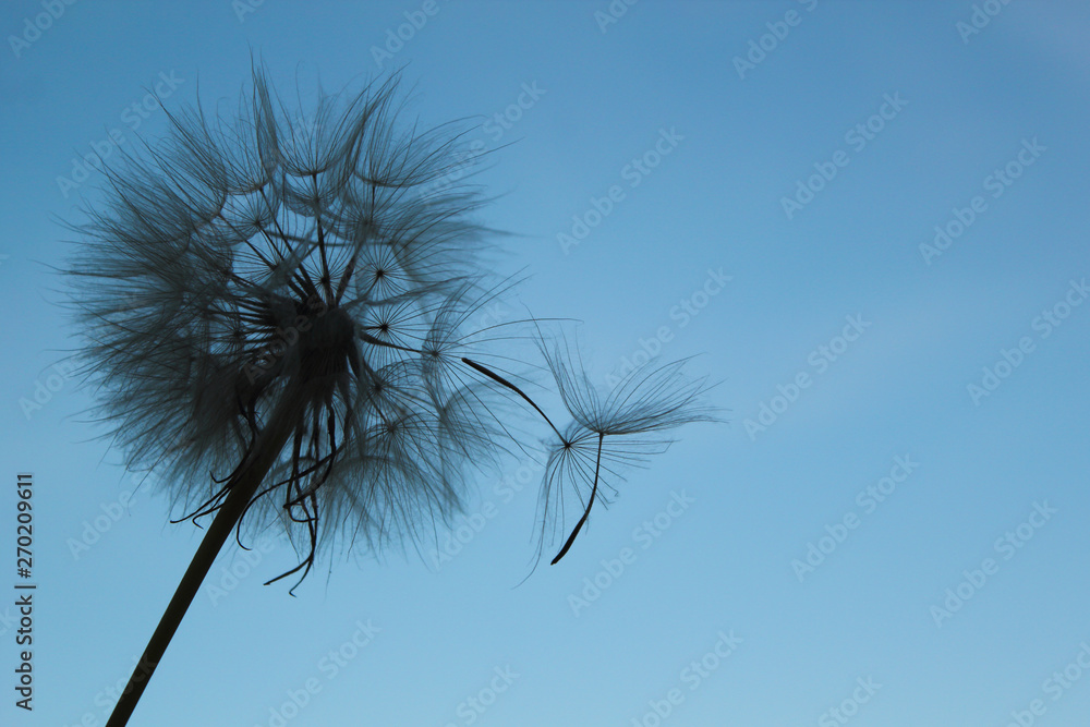 flying dandelion seeds on a blue sky background