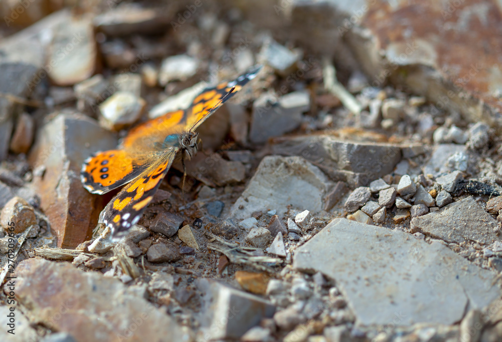 Macro photography of a West Coast lady butterfly resting on a stoned road, captured at the Andean mountains of central Colombia. Macro photography of a West Coast lady butterfly resting on a stoned road, captured at the Andean mountains of central Colombia.
