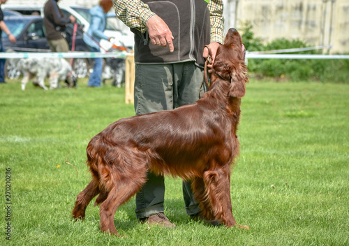 Side view of standing male red irish Setter in field. photo
