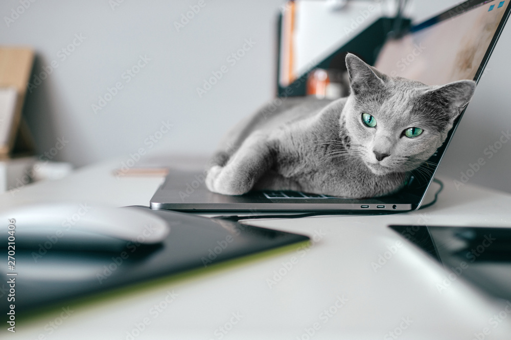 Beautiful russian blue cat lying on notebook in home interior. Lazy kitten resting on laptop. Working concept. - obrazy, fototapety, plakaty 