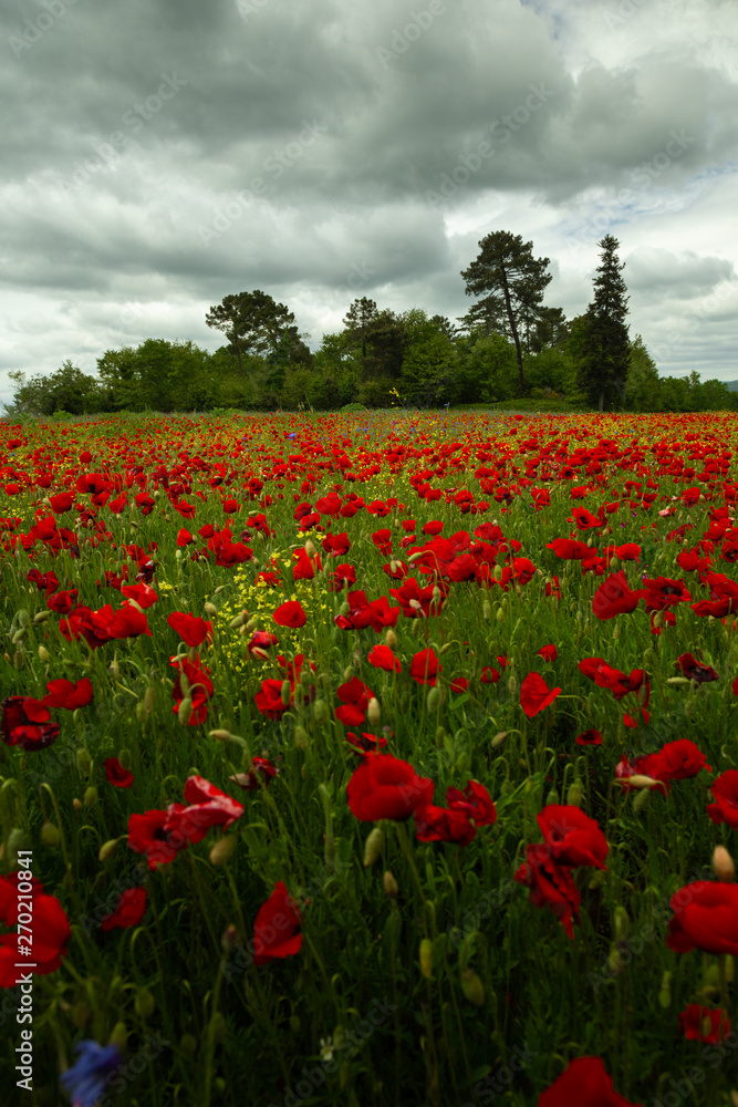 Low angle of poppy field