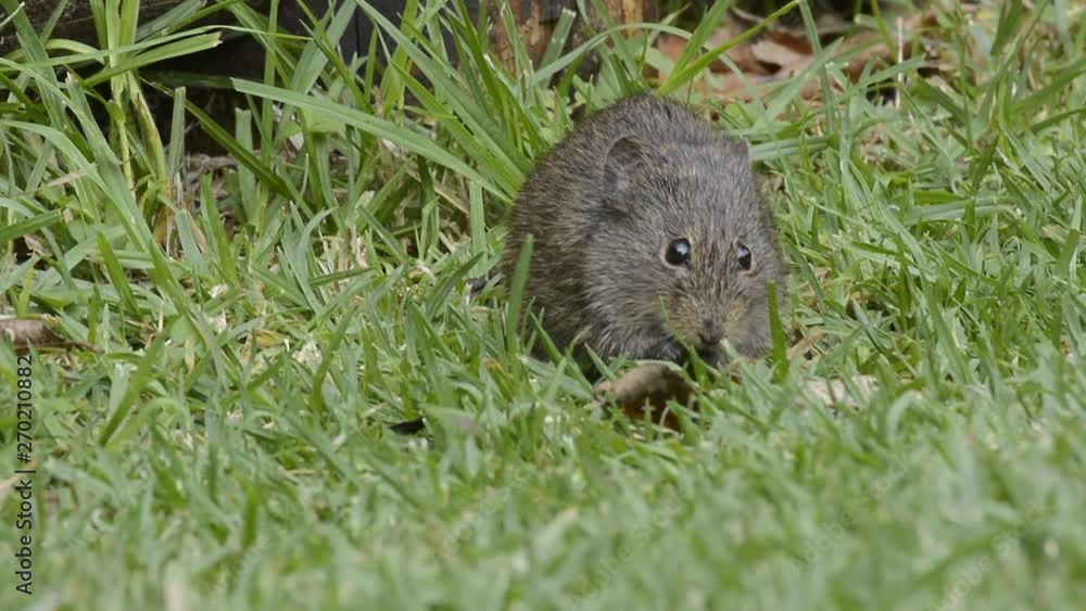 Wild rat scavenging in a field Wild rat scavenging in a field