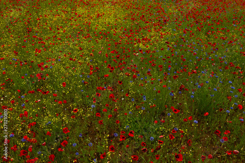Poppy field during spring in Italy