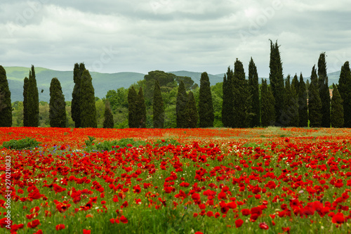 Poppy field during spring i...