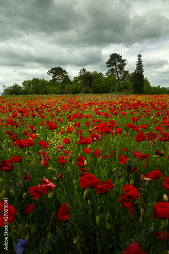 Low angle of poppy field
