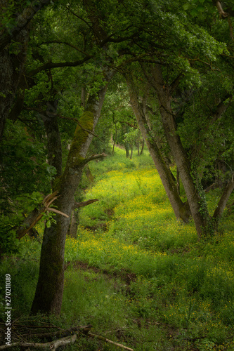 Magical mistical forest. Fairy tale trails of the woods